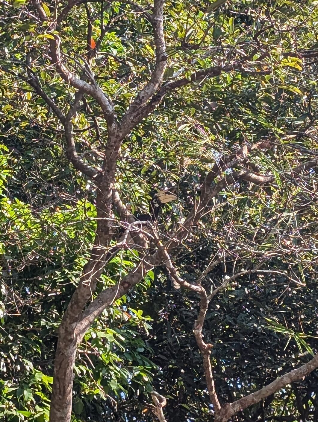 A Hornbill in a tree on Koh Rong Samloem.