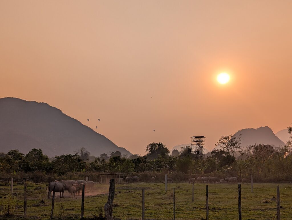 A sunset view with silhouettes of hot air baloons and some water buffalo in the foreground.
