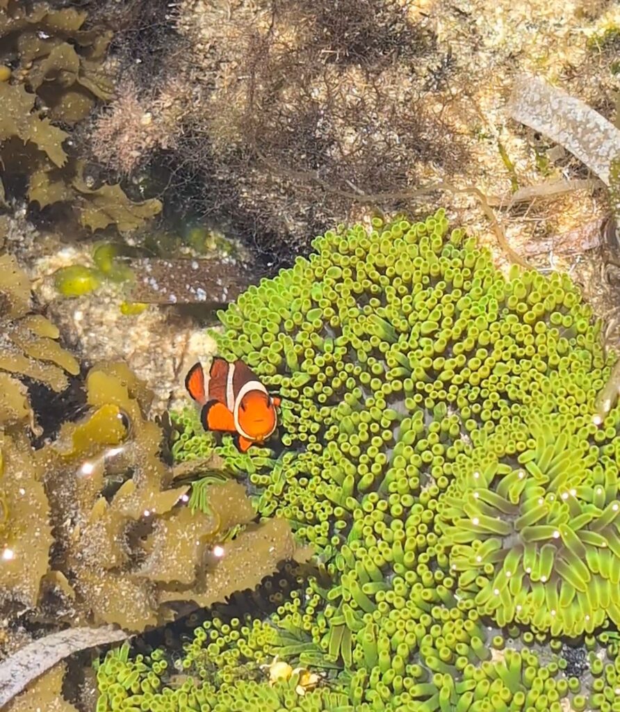 A picture of a crystal clear, shallow rock pool with a clown fish looking at me.