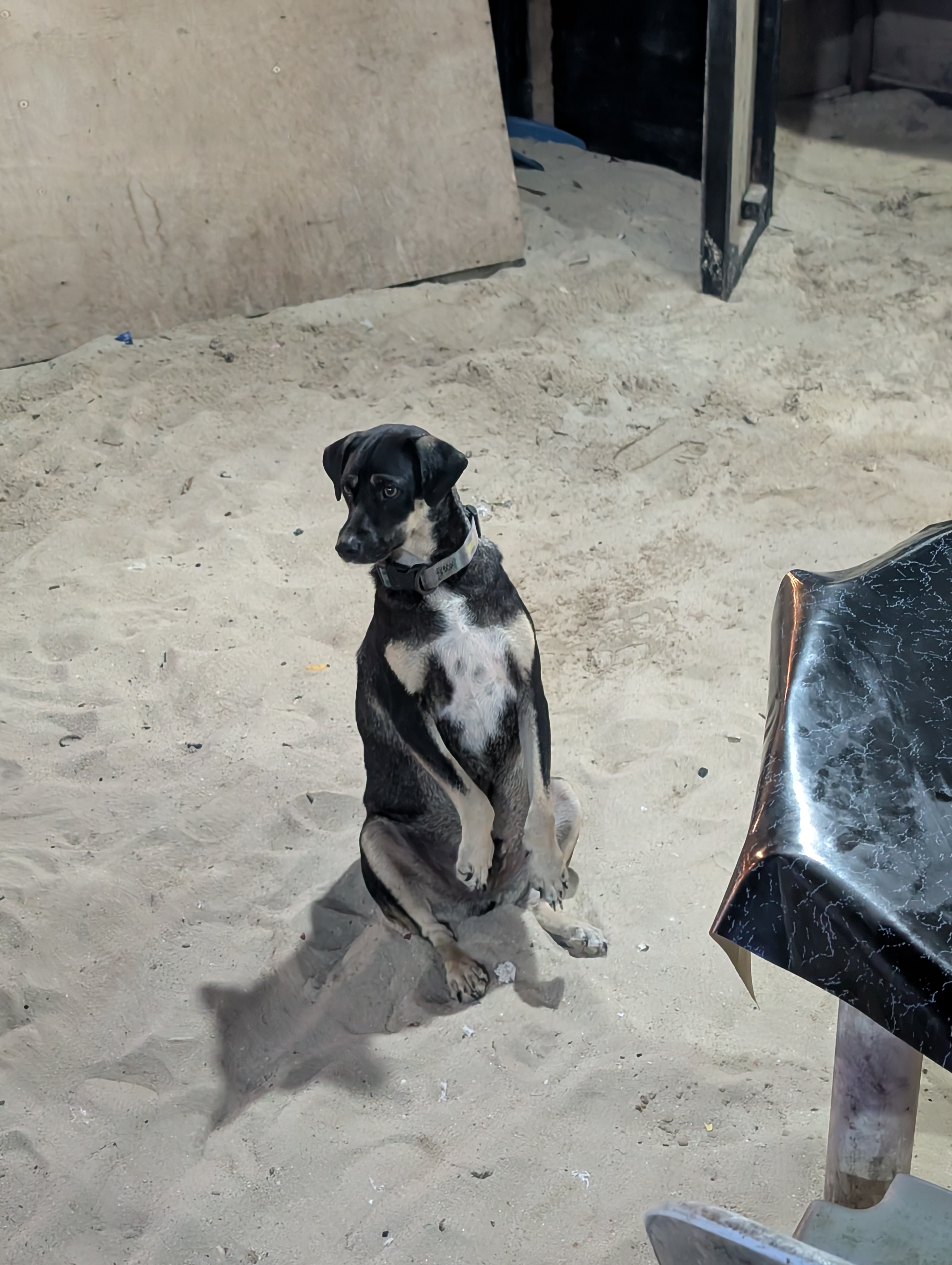 An image of a dog sitting on its haunches begging for food.