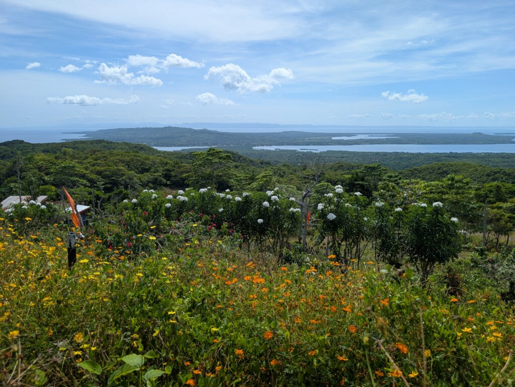 A view from a hill inthe Camotes island, looking across a wildflower field and out to sea.