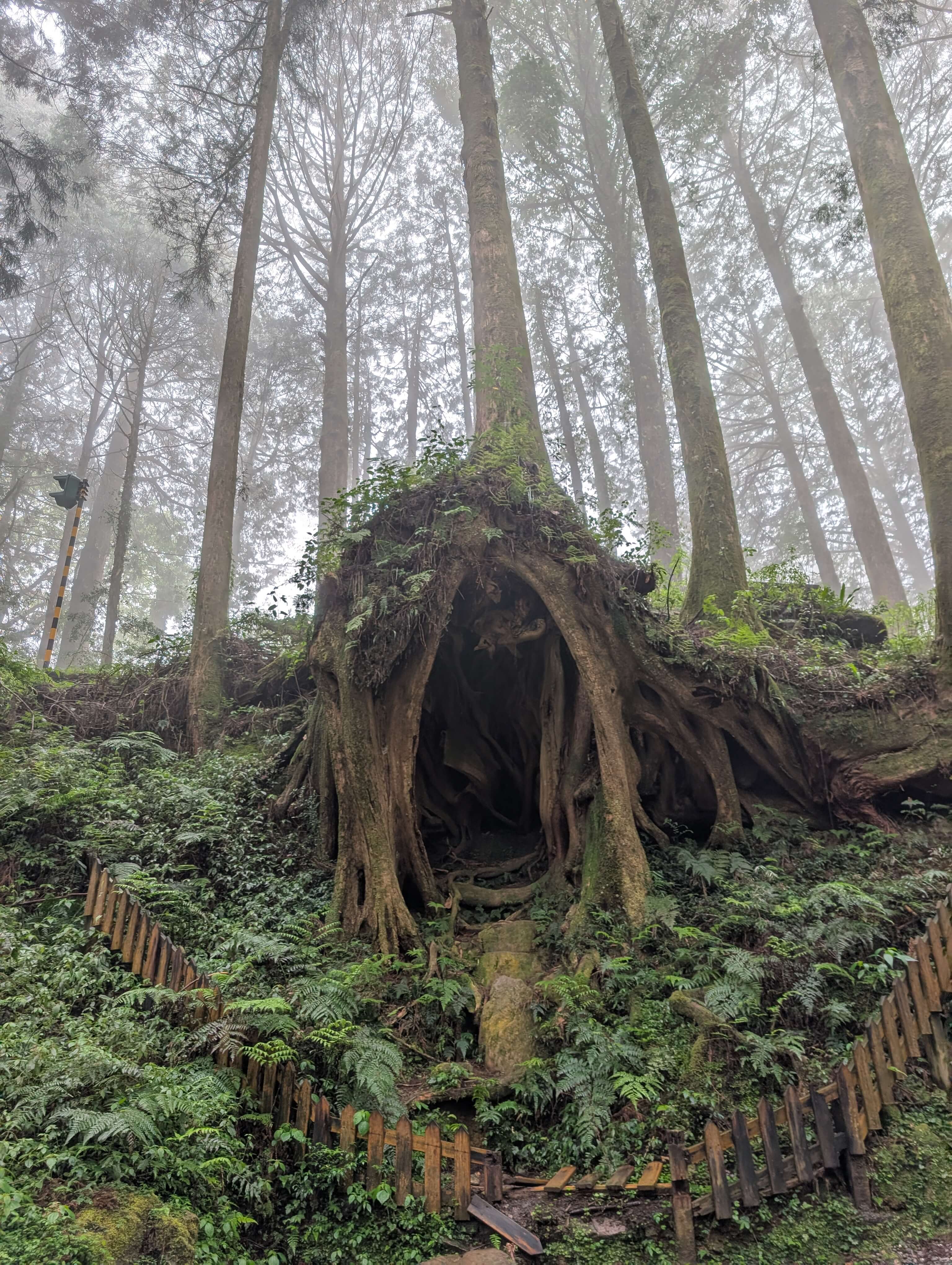 An image of an ancient tree in Alishan National Park. It looks like the entrance to middle earth!