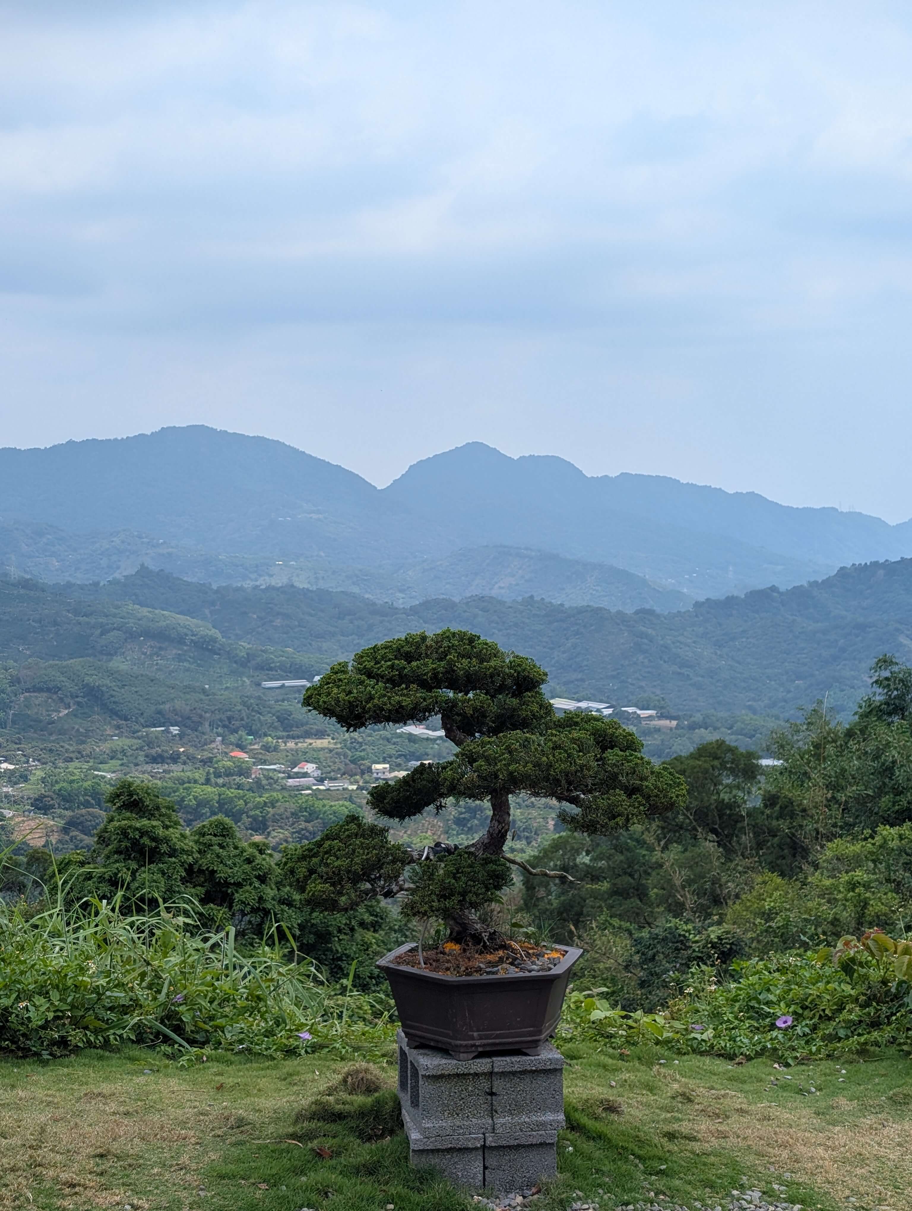 An image of a Bonsai tree on a stack of breeze blocks, overlooking another amazing valley view.