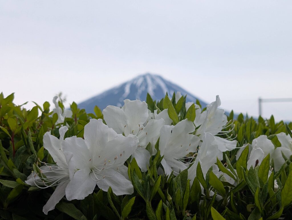 An image of Fuji with some white flowers in the foreground