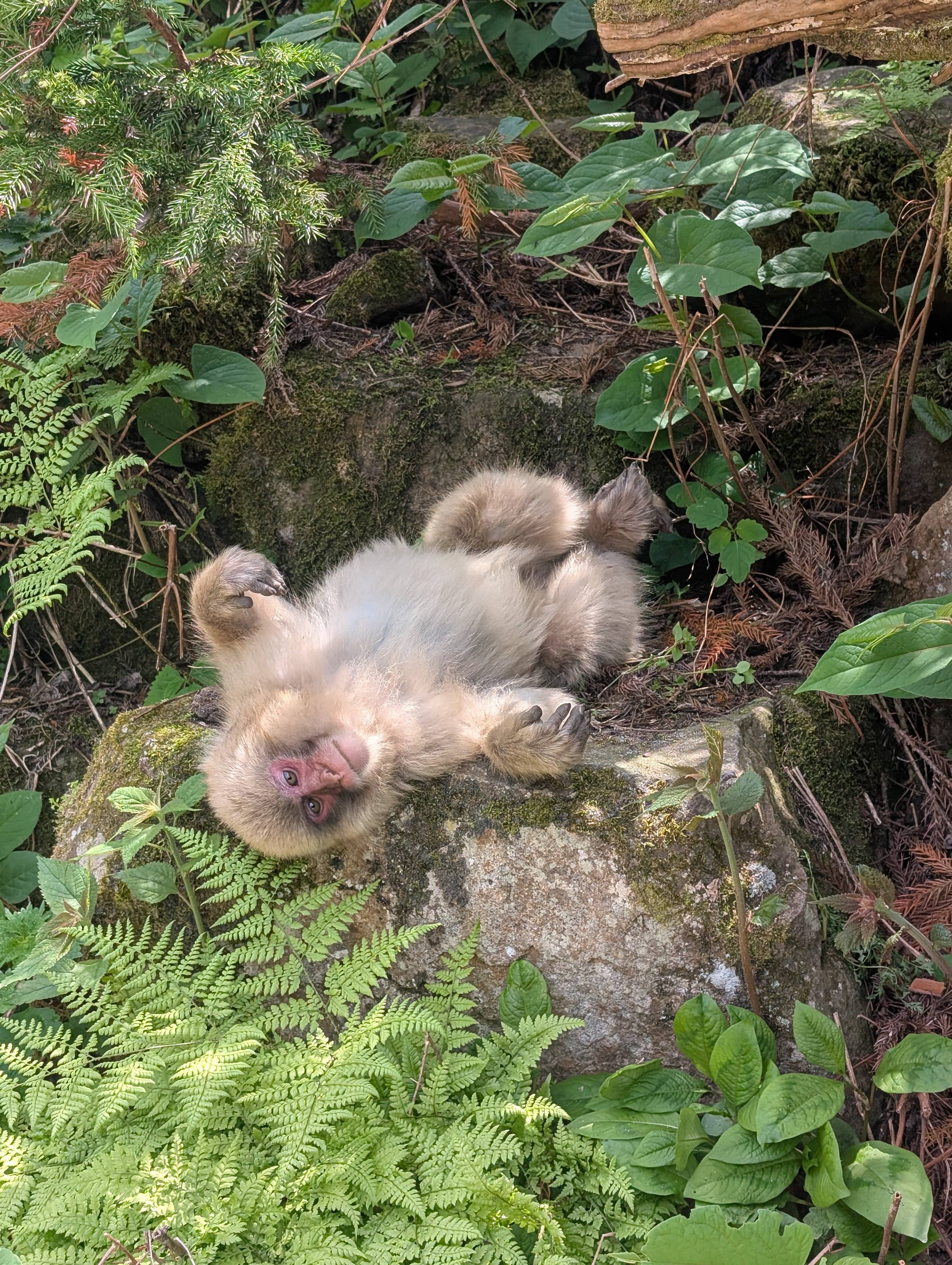 An image of a Snow monkey laying on it's back, looking pretty silly.