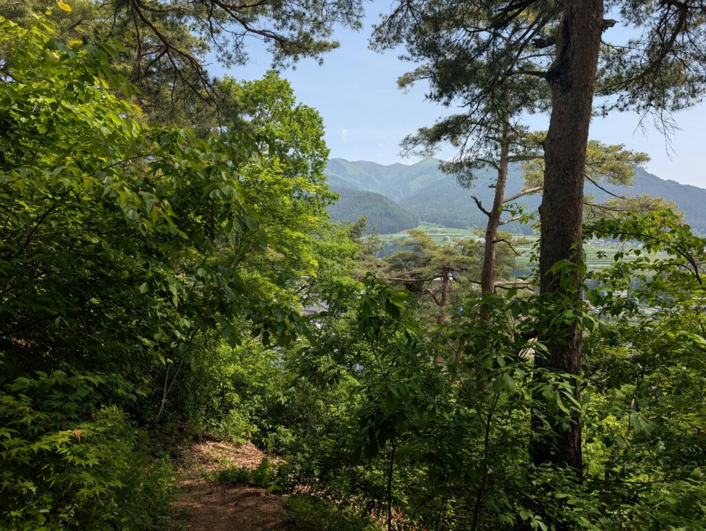 An image from a woody hiking trail near the Snow Monkey Park.