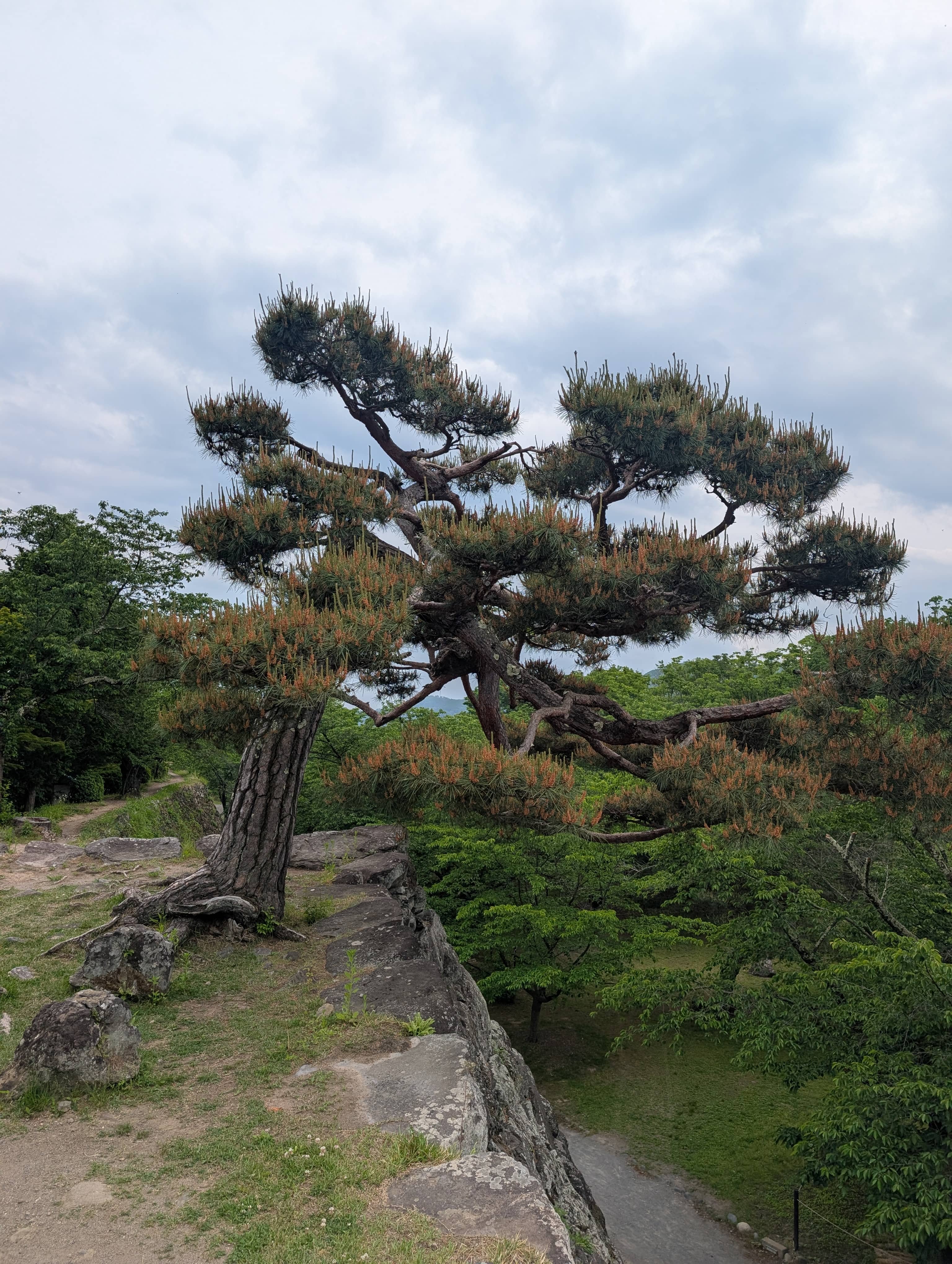 An image of a tree growing from the top of an old castle wall ruin.