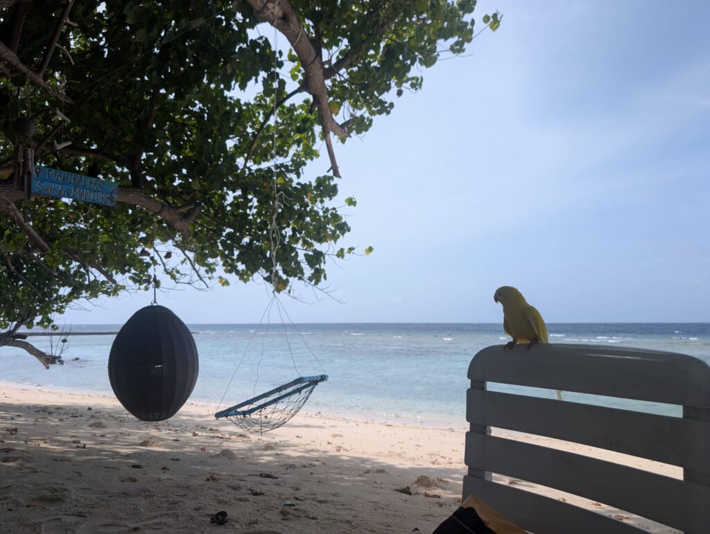 An image of an amusing yellow bird who joined us for breakfast on Mahibadhoo.