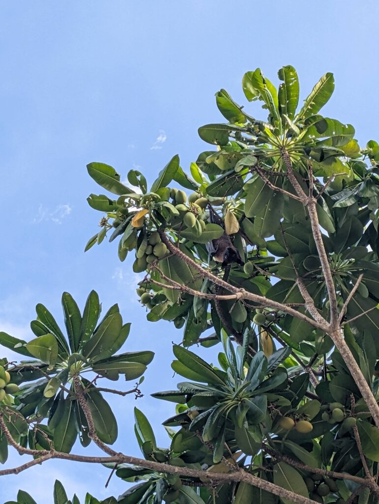 An imaghe of a fruit bat hanging in a tree on Himandhoo