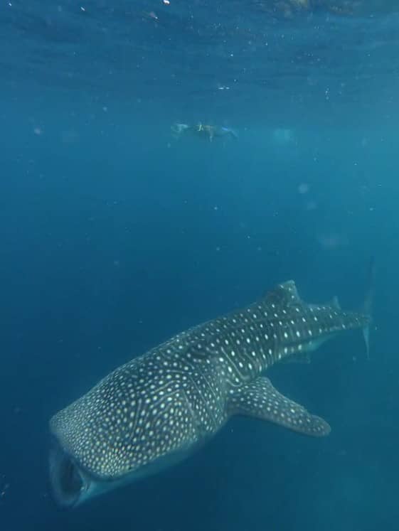 An image of Mary-Ann swimming above a huge whale shark